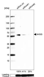 Fetuin A Antibody