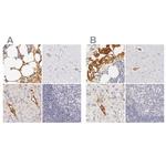 Fetuin A Antibody in Immunohistochemistry (IHC)