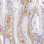 Fetuin A Antibody in Immunohistochemistry (IHC)