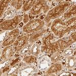 Fetuin A Antibody in Immunohistochemistry (IHC)