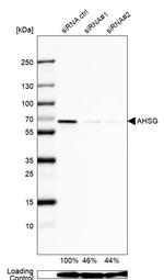 Fetuin A Antibody