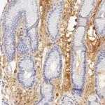 Fetuin A Antibody in Immunohistochemistry (IHC)