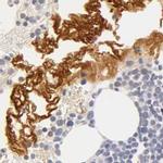 Fetuin A Antibody in Immunohistochemistry (IHC)