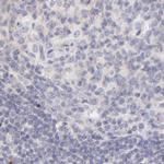 Fetuin A Antibody in Immunohistochemistry (IHC)