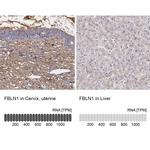 Fibulin 1 Antibody in Immunohistochemistry (IHC)