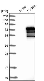 ZNF205 Antibody in Western Blot (WB)