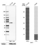 SAV1 Antibody