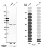 TMOD3 Antibody