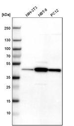 TMOD3 Antibody in Western Blot (WB)