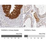 SH2D4A Antibody in Immunohistochemistry (IHC)