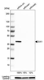 SIX1 Antibody