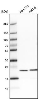 TAGLN2 Antibody in Western Blot (WB)