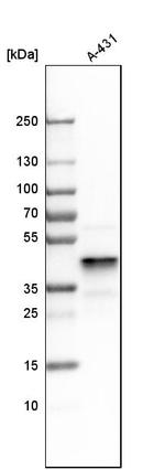 ERLIN2 Antibody in Western Blot (WB)