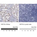 TCF2 Antibody