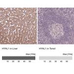 HYAL1 Antibody