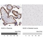 GLDC Antibody