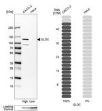 GLDC Antibody in Western Blot (WB)