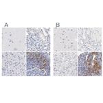 LAX1 Antibody in Immunohistochemistry (IHC)