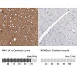 RPH3A Antibody