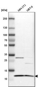 ERH Antibody in Western Blot (WB)