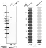 NCAPH Antibody in Western Blot (WB)