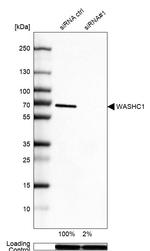 WASH1 Antibody