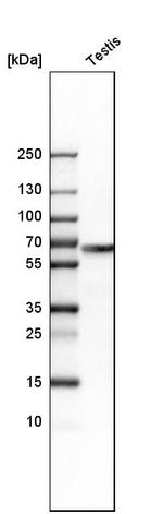 WASH1 Antibody in Western Blot (WB)