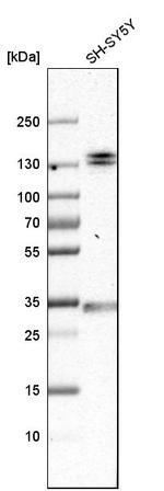 EMILIN1 Antibody in Western Blot (WB)