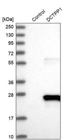 XTP3TPA Antibody in Western Blot (WB)