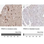 JM4 Antibody