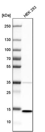 SSBP1 Antibody