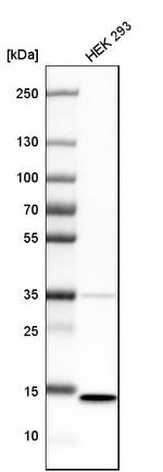 SSBP1 Antibody in Western Blot (WB)