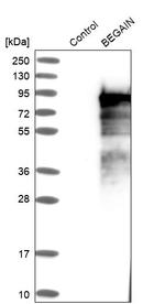 BEGAIN Antibody in Western Blot (WB)