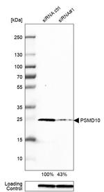 PSMD10 Antibody in Western Blot (WB)