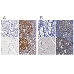 Lrmp Antibody in Immunohistochemistry (IHC)