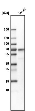 Lrmp Antibody in Western Blot (WB)