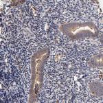 STON2 Antibody in Immunohistochemistry (IHC)