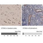 STON2 Antibody