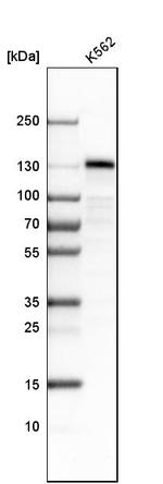 STON2 Antibody in Western Blot (WB)