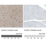 NLGN3 Antibody