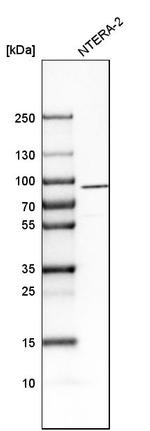 NLGN3 Antibody in Western Blot (WB)