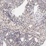 SCUBE1 Antibody in Immunohistochemistry (IHC)