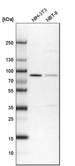 CD2AP Antibody in Western Blot (WB)