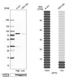 Optineurin Antibody