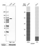 CD2AP Antibody in Western Blot (WB)