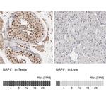 BRPF1 Antibody in Immunohistochemistry (IHC)