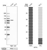 Optineurin Antibody