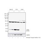 Cathepsin H Antibody in Western Blot (WB)