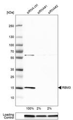 RBM3 Antibody in Western Blot (WB)