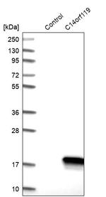 C14orf119 Antibody in Western Blot (WB)